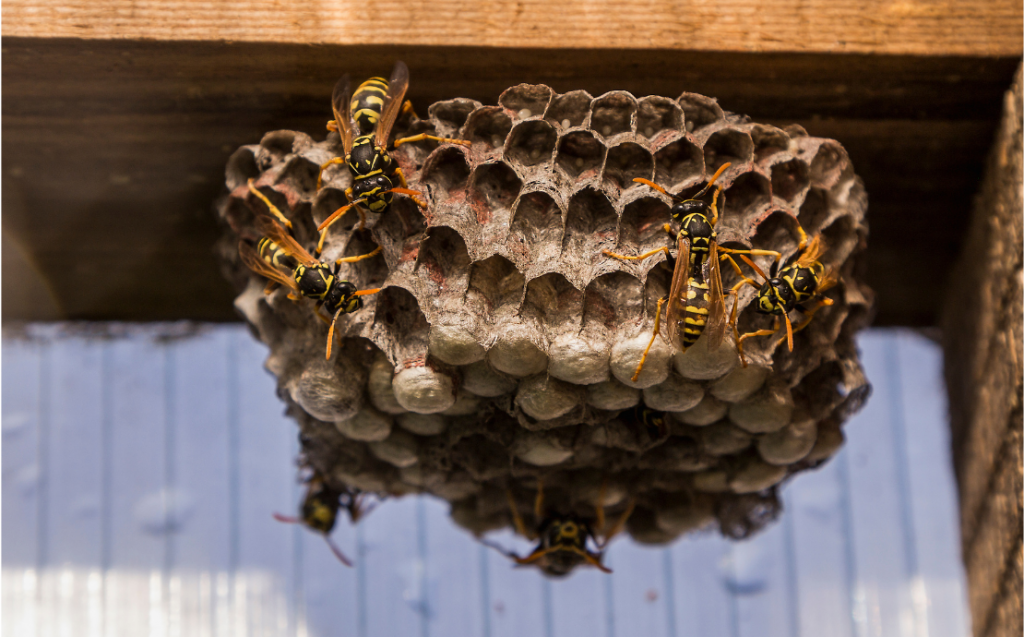 Wasps for Kids