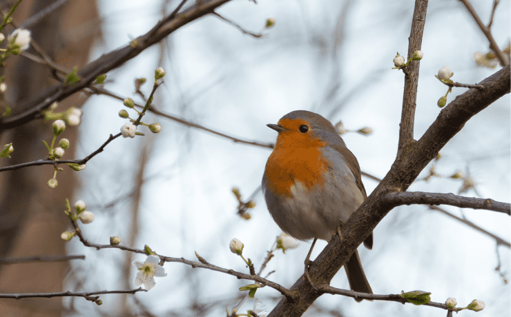 Birds in Backyard